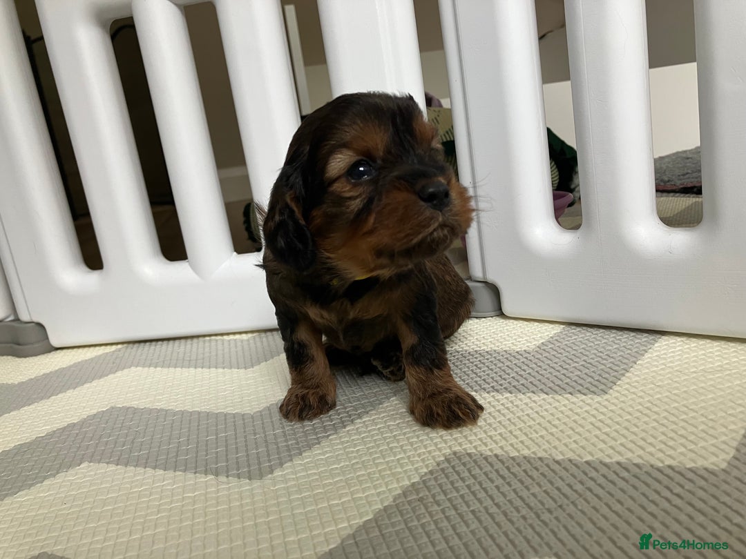 Cavapoo dogs for sale: F1 Cavapoo Puppies from Heath Tested Parents - Image 11