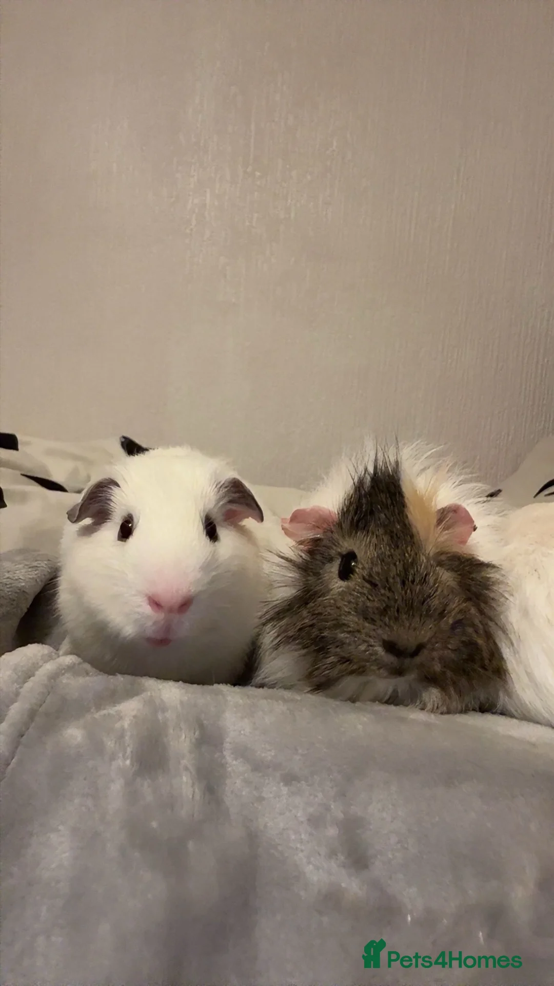 Guinea Pig rodents for sale: 3 bonded guinea pigs with cage etc  - Advert 8