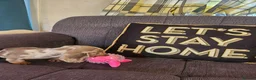 Miniature Dachshund dogs for sale: Female dashund in Skegness - Advert 6