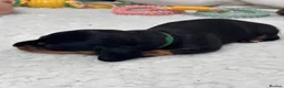 Miniature Dachshund dogs for sale: 4 male smooth hair miniature dachshund  - Advert 25