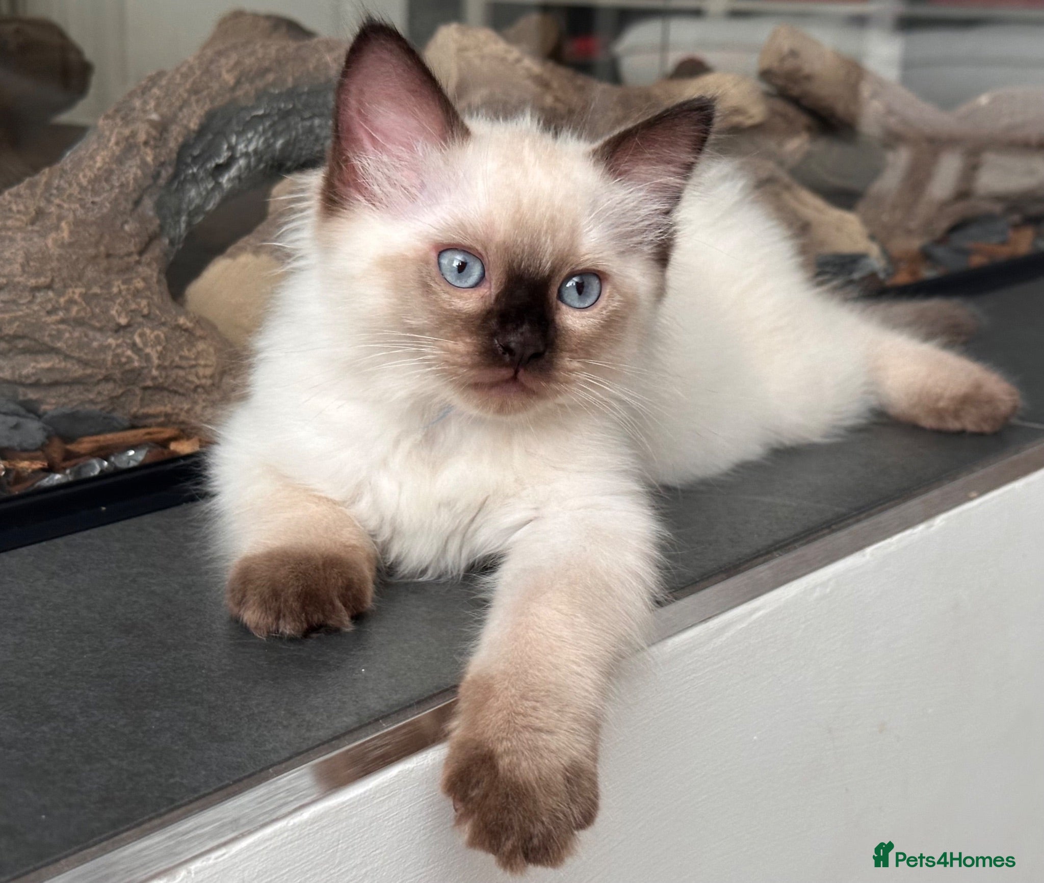 Ragdoll cats READY! LAST Available Seal Point Male Ragdoll 💙 - Advert 6