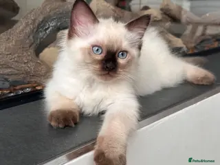 Ragdoll cats READY NOW! LAST Adorable Seal Point Ragdoll 💙 - Advert 1