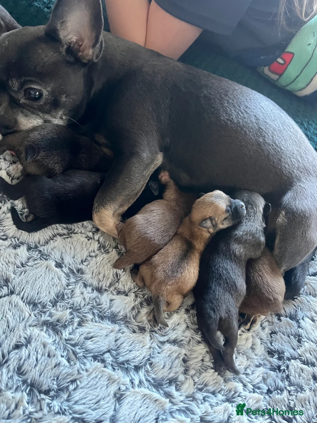Pomchi dogs for sale: 🐶 Beautiful Pomchi pup – Waiting List Now Open 🐶 - Advert 1