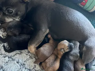 Pomchi dogs 🐶 Beautiful Pomchi pup – Waiting List Now Open 🐶 - Advert 16