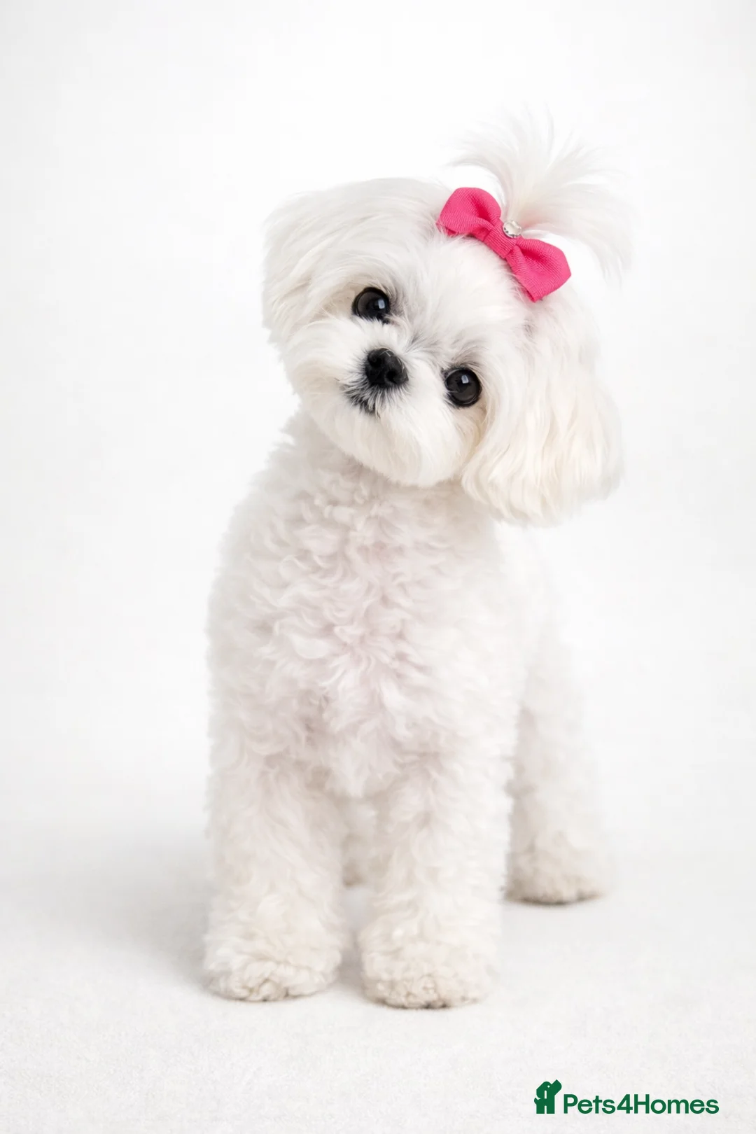 Maltipoo dogs for sale: Rare True Asian Teddy-Bear Maltipoo Puppies  - Advert 17