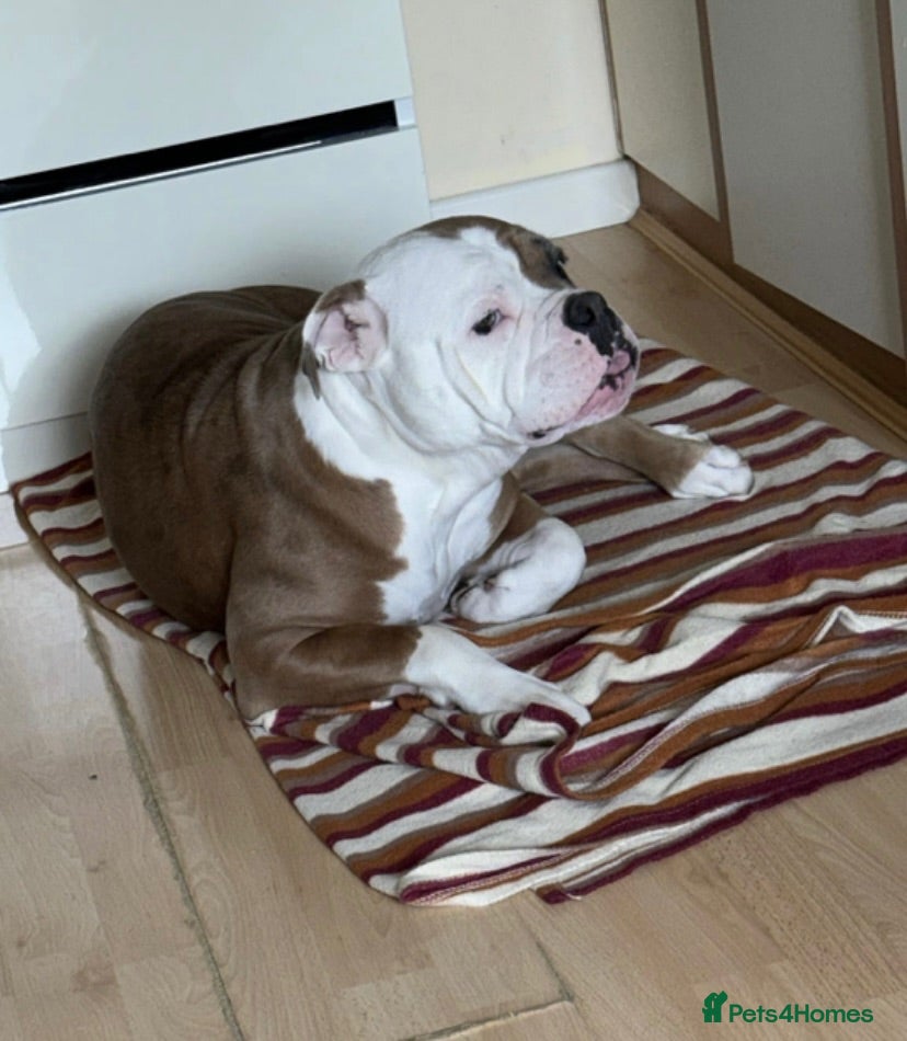 American Bulldog dogs Puppies for sale - Advert 13