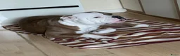 American Bulldog dogs for sale: Puppies for sale in Coventry - Advert 1