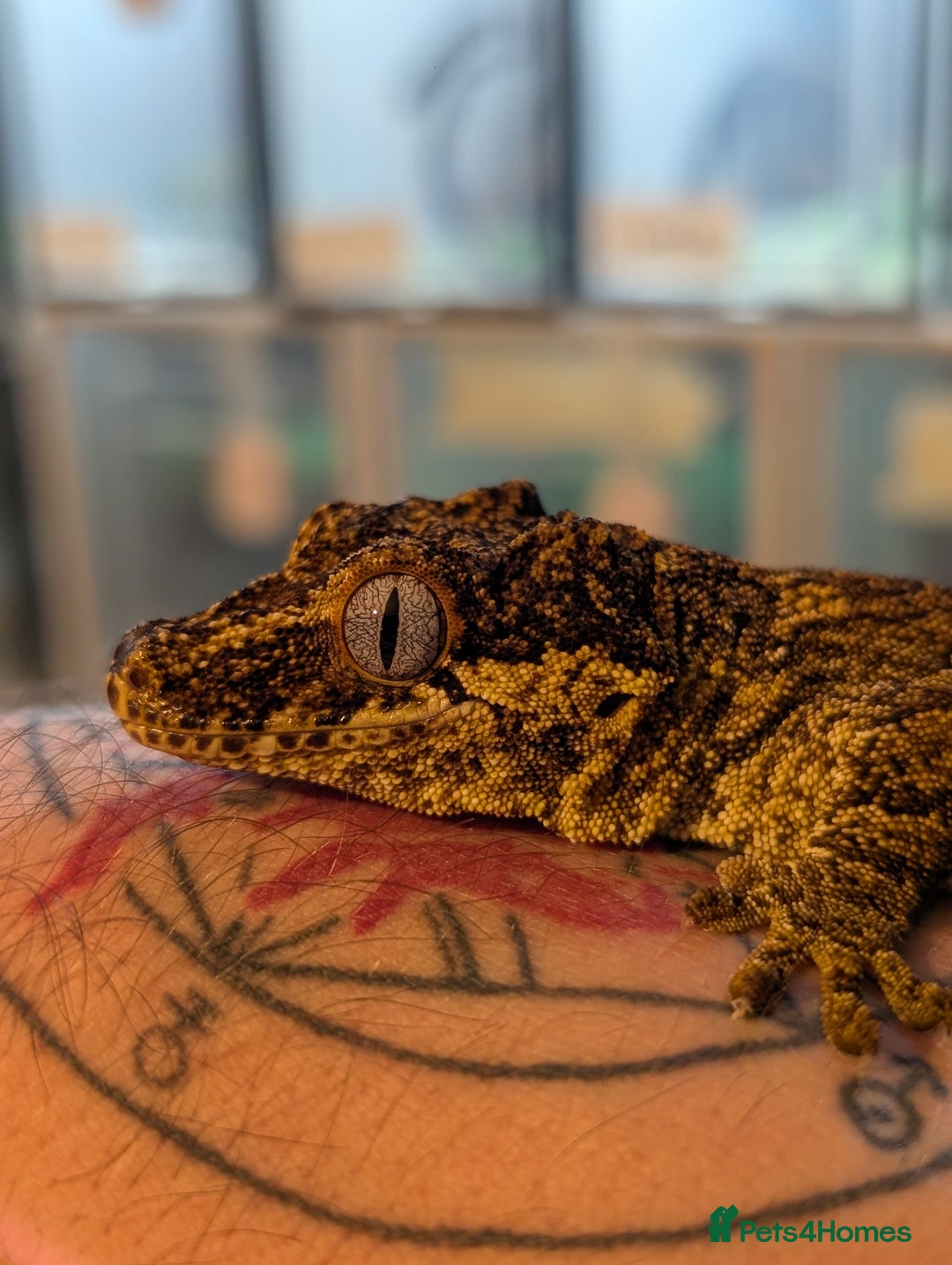 Gecko reptiles for sale: Male Reticulated Gargoyle  - Advert 1