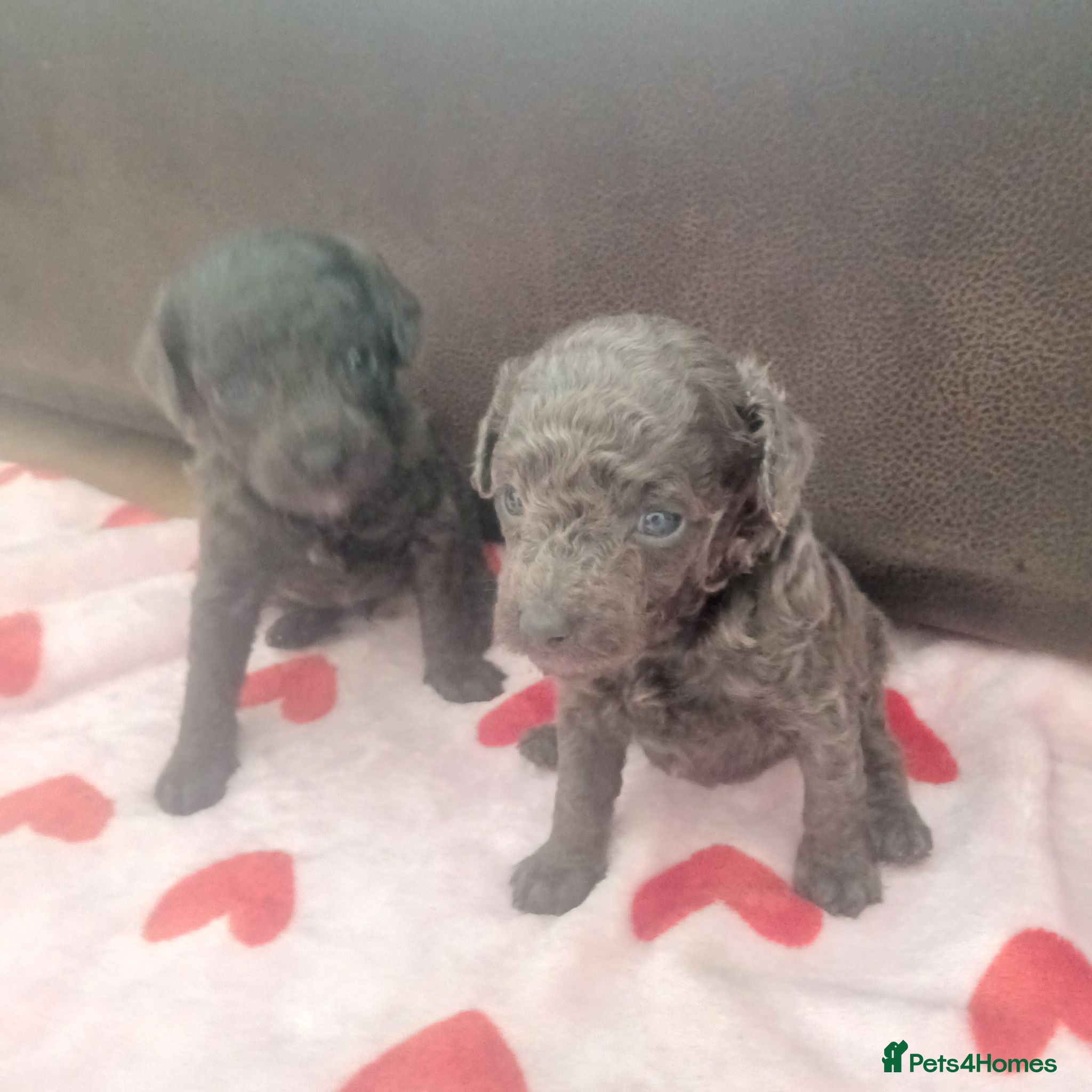 Toy Poodle dogs Gorgeous toy poodle puppies 🐶 for sale 😍  - Advert 16