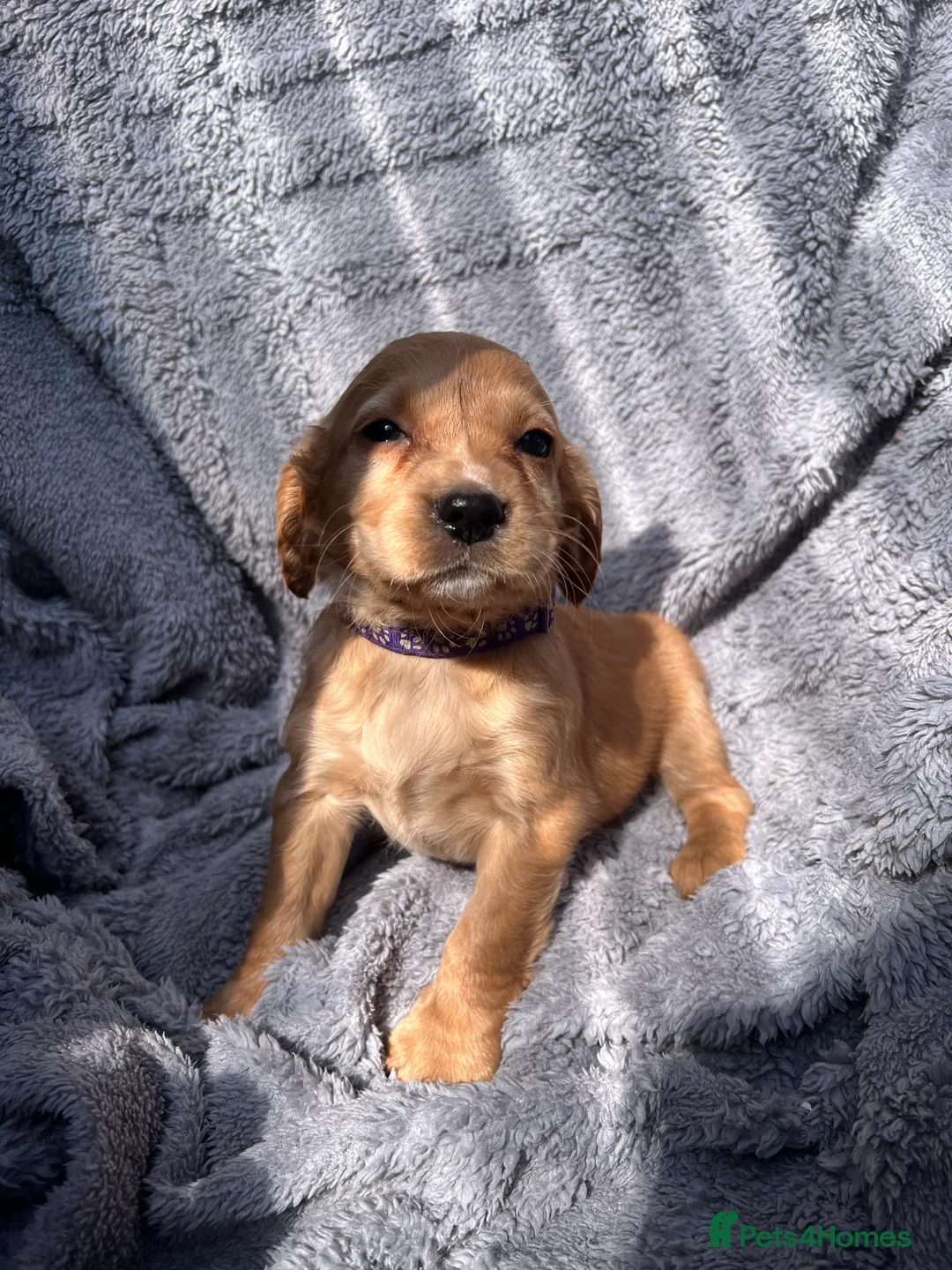 Cocker Spaniel dogs for sale: Gorgeous cocker spaniels - Advert 2