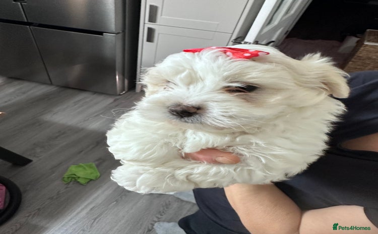 Bichon Frise dogs - Advert 1