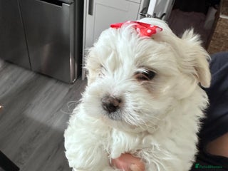 Bichon Frise dogs ALEX CHIRILA - Advert 2