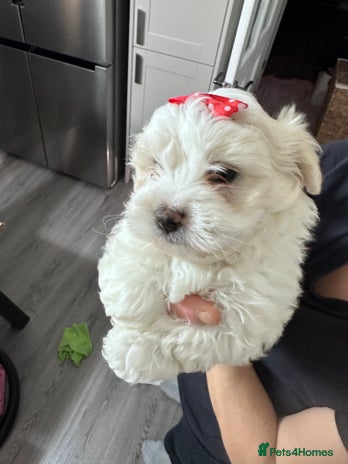 Bichon Frise dogs - Advert 1