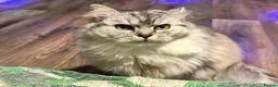 Mixed Breed cats for sale: Ragdoll x persian - Advert 3