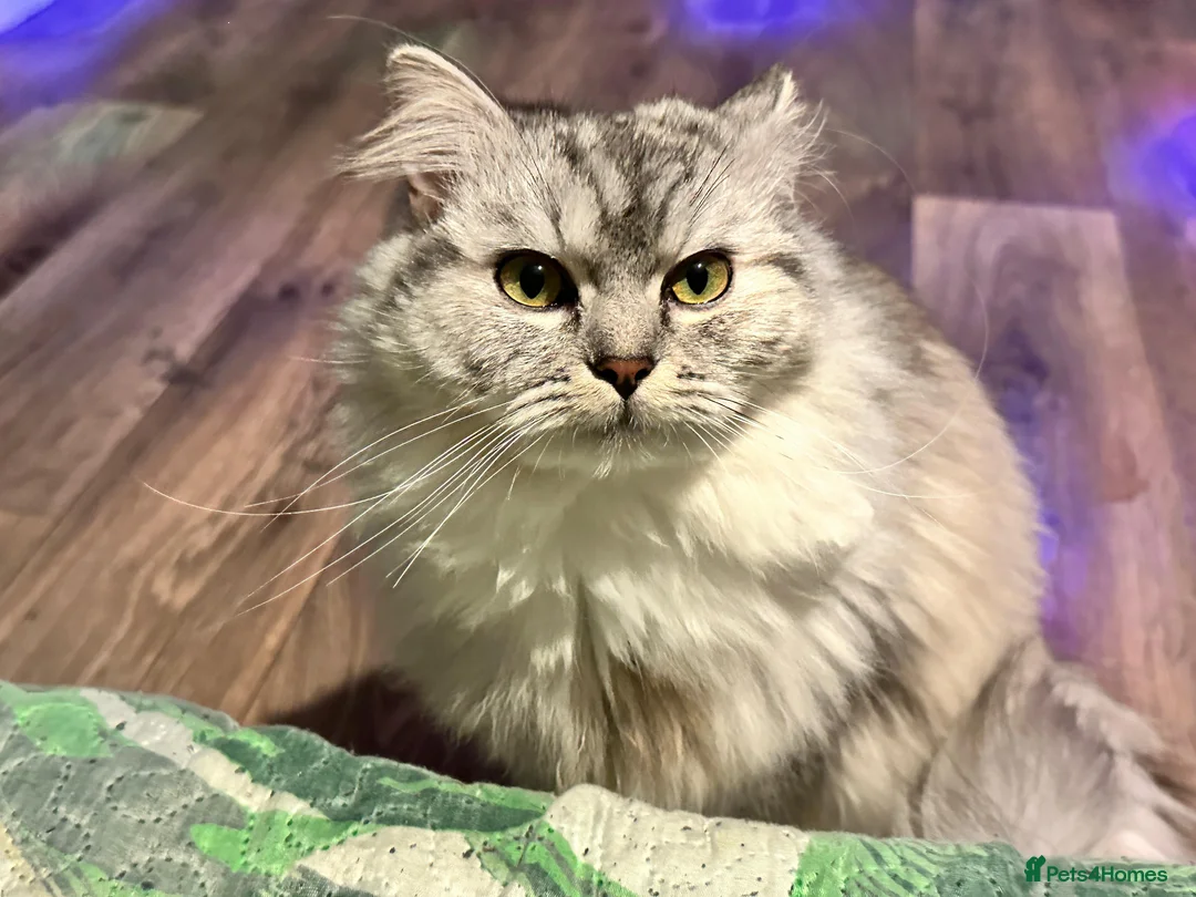 Mixed Breed cats for sale: Ragdoll x persian - Advert 3