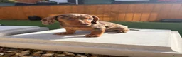 Miniature Dachshund dogs for sale: Miniature dachshund puppies - Advert 4