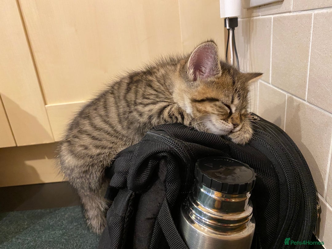Mixed Breed cats for sale: Four gorgeous kittens  - Image 19