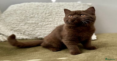 British Shorthair cats - Advert 3