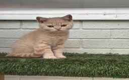British Shorthair cats for sale: British shorthair kittens  - Image 2