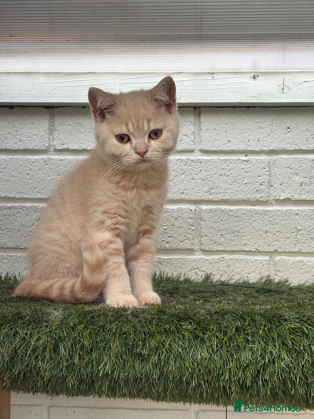 British Shorthair cats for sale: British shorthair kittens  - Image 2