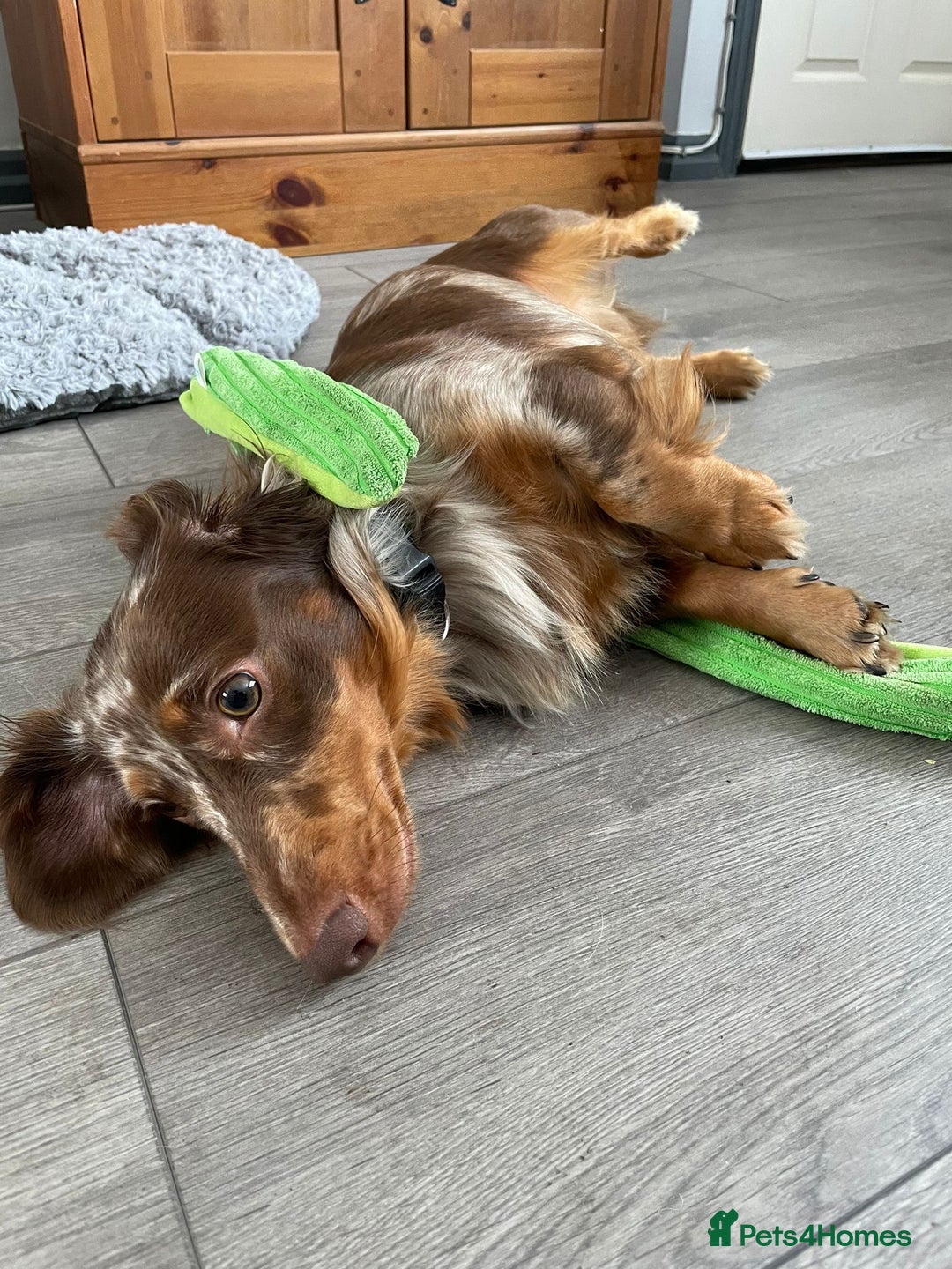 Dachshund dogs for sale: Dachshund Dog for re-home £0 - Advert 3