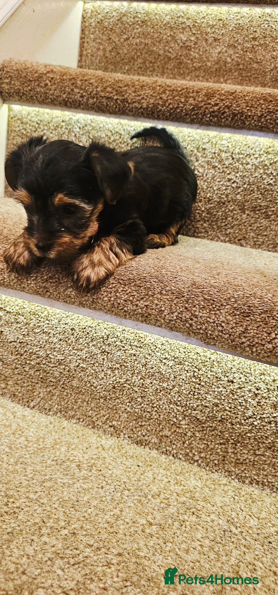 Yorkshire Terrier dogs for sale: Yorkshire Terrier puppies - Advert 22