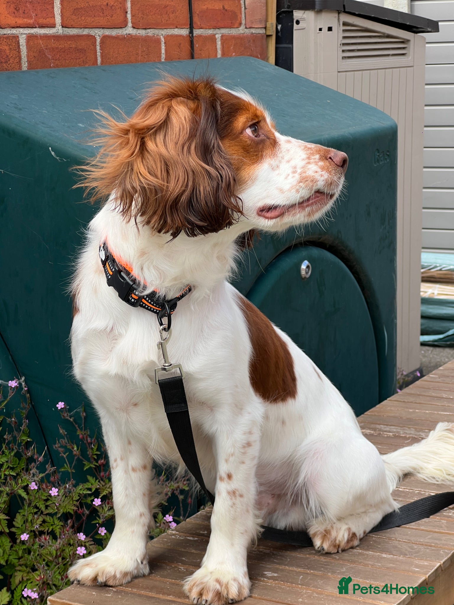 English Springer Spaniel dogs Springer Spaniel. 18 months old. Lucky - Advert 2