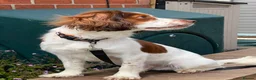 English Springer Spaniel dogs for sale: Springer Spaniel. 18 months old. Lucky - Advert 2