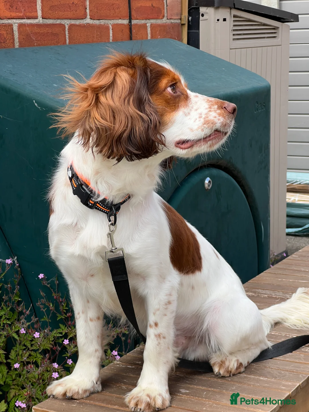 English Springer Spaniel dogs for sale: Springer Spaniel. 18 months old. Lucky - Advert 2