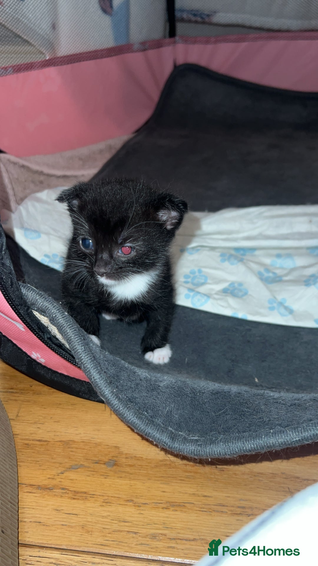 Scottish Fold cats for sale: Beautiful Scottish Fold Kittens  - Image 5