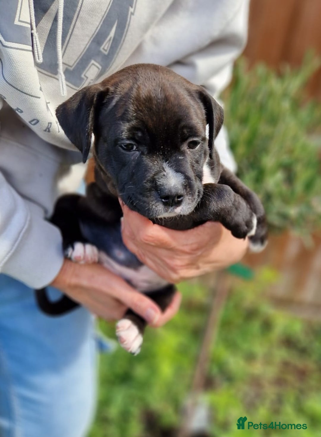 Staffordshire Bull Terrier dogs for sale: KC Reg Staffy Pups – Beautiful Chunky Puppys - Image 16