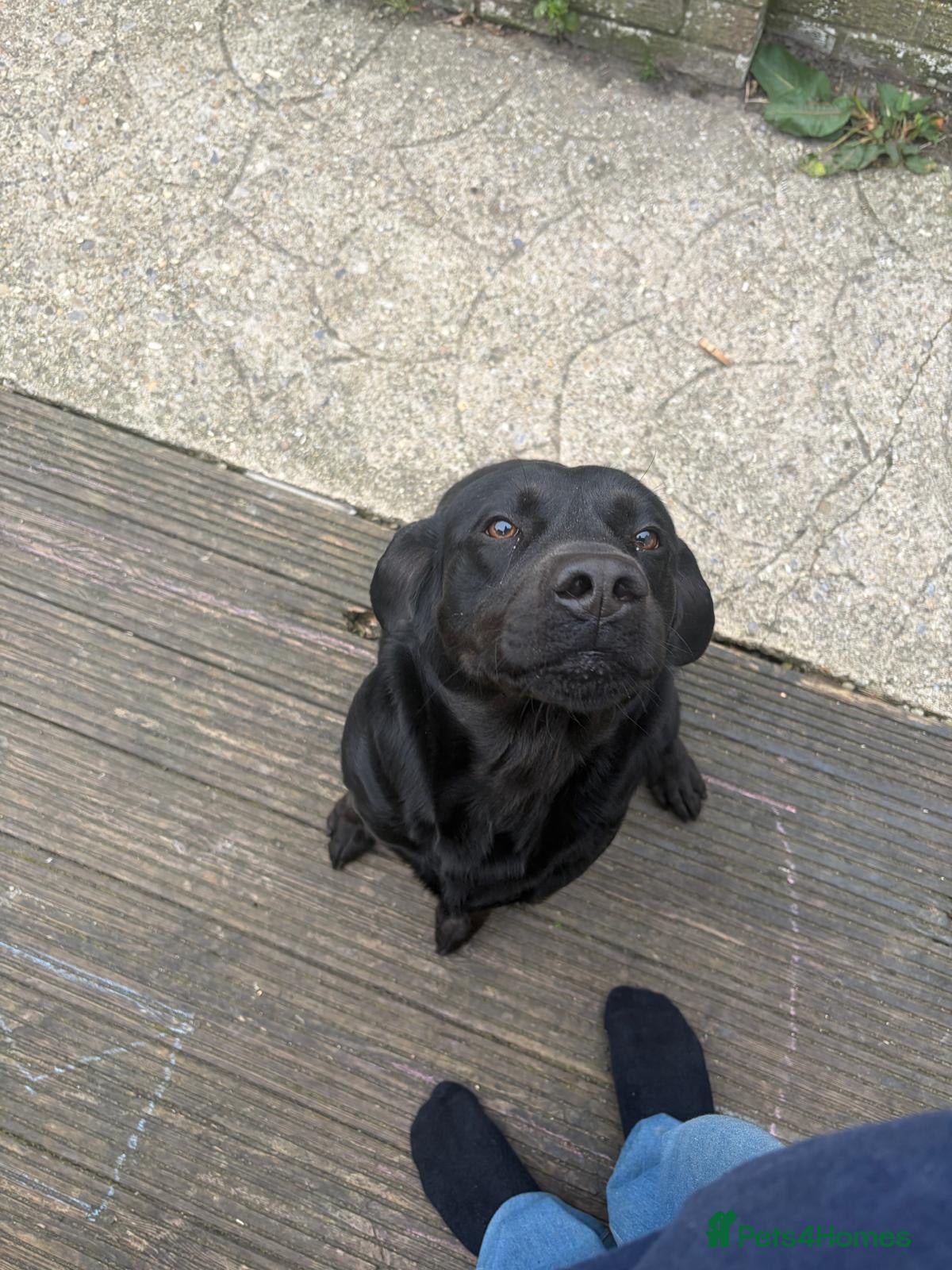 Labrador Retriever dogs 2 year old black Labrador  - Advert 1