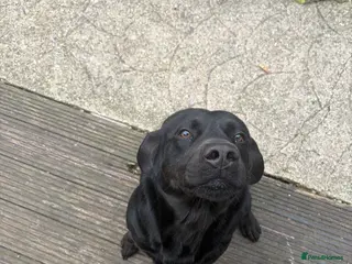 Labrador Retriever dogs 2 year old black Labrador - Advert 10