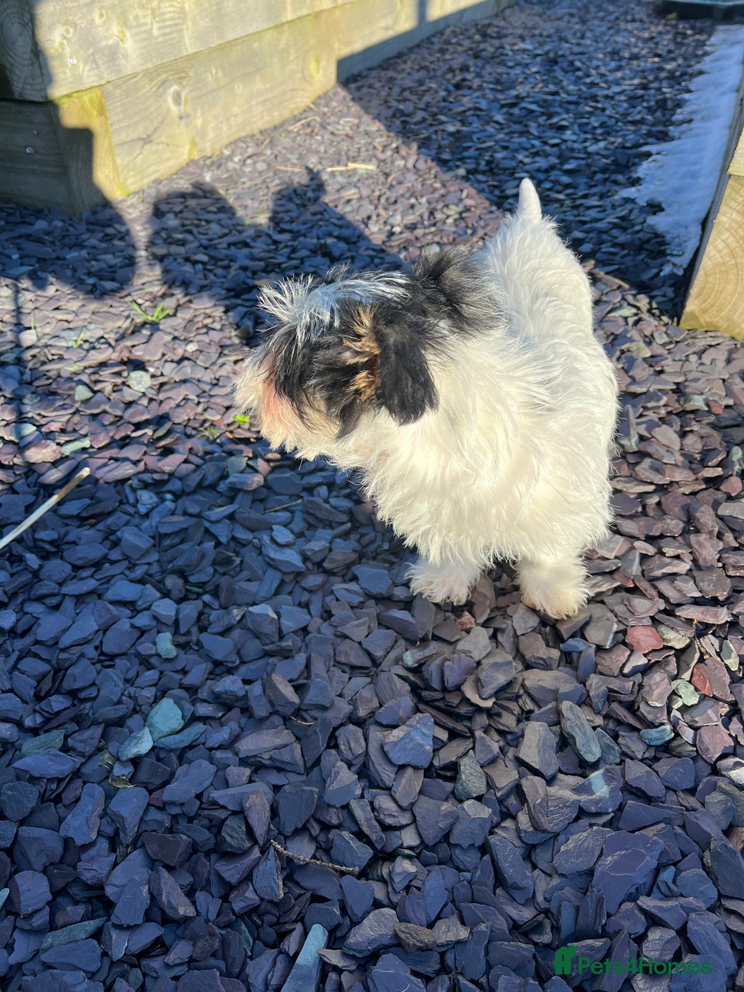 Jack Russell dogs for sale: Farm bred rough coated Jack Russell boy for sale - Advert 8