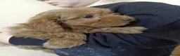 Cockapoo dogs for sale: Beautiful F1 Toy Cockapoo Puppies  - Advert 19