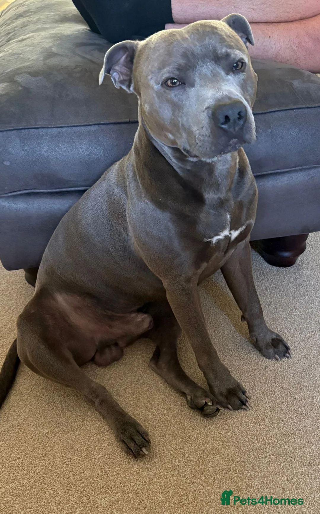 Staffordshire Bull Terrier dogs for stud: Billy - Advert 2