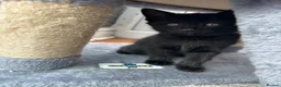 Mixed Breed cats for sale: Bengal Cross Kittens – Ready to Leave - Advert 14