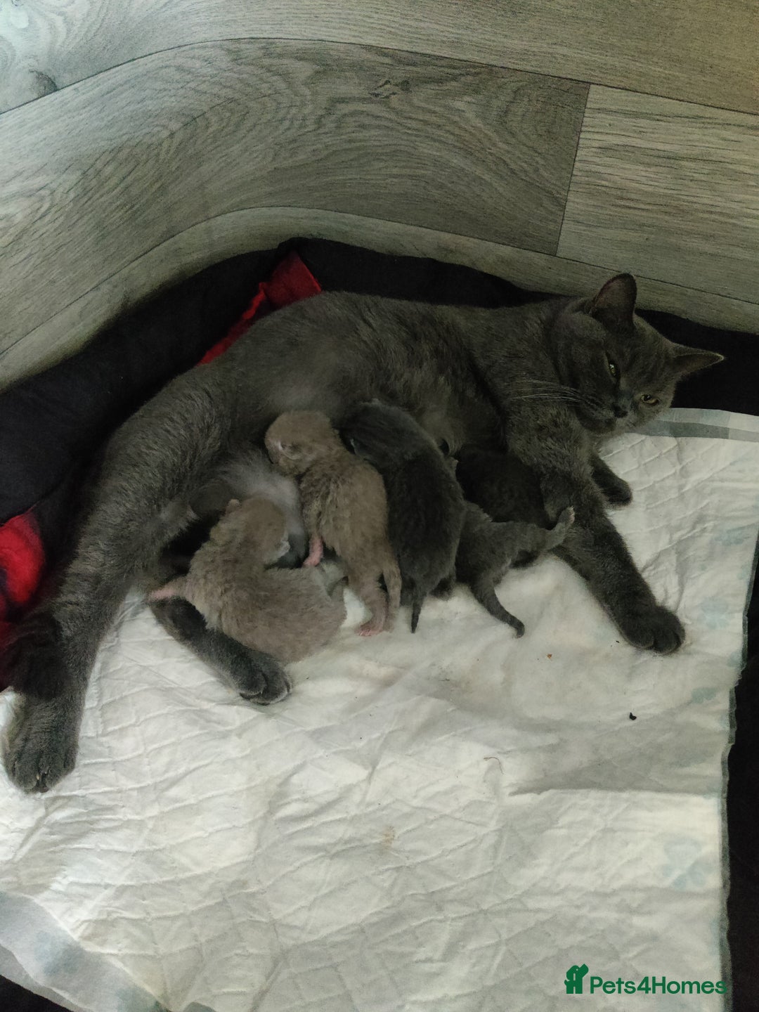 British Shorthair cats for sale: Last lilac boy for sale  - Advert 8