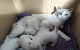 Ragdoll cats for sale: Beautiful ragdolls  - Image 6