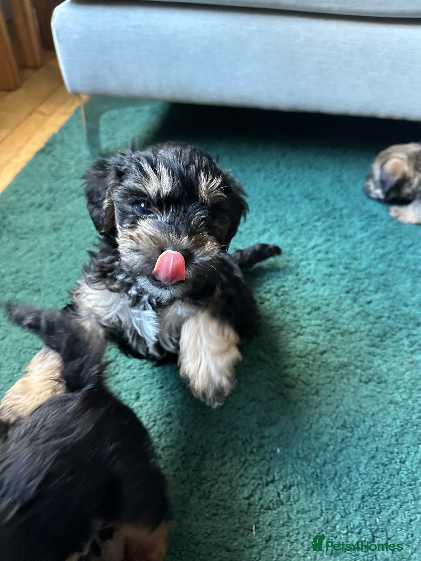 Mixed Breed dogs 4 left - Beautiful health/DNA tested F1 Jackapoos  - Advert 5
