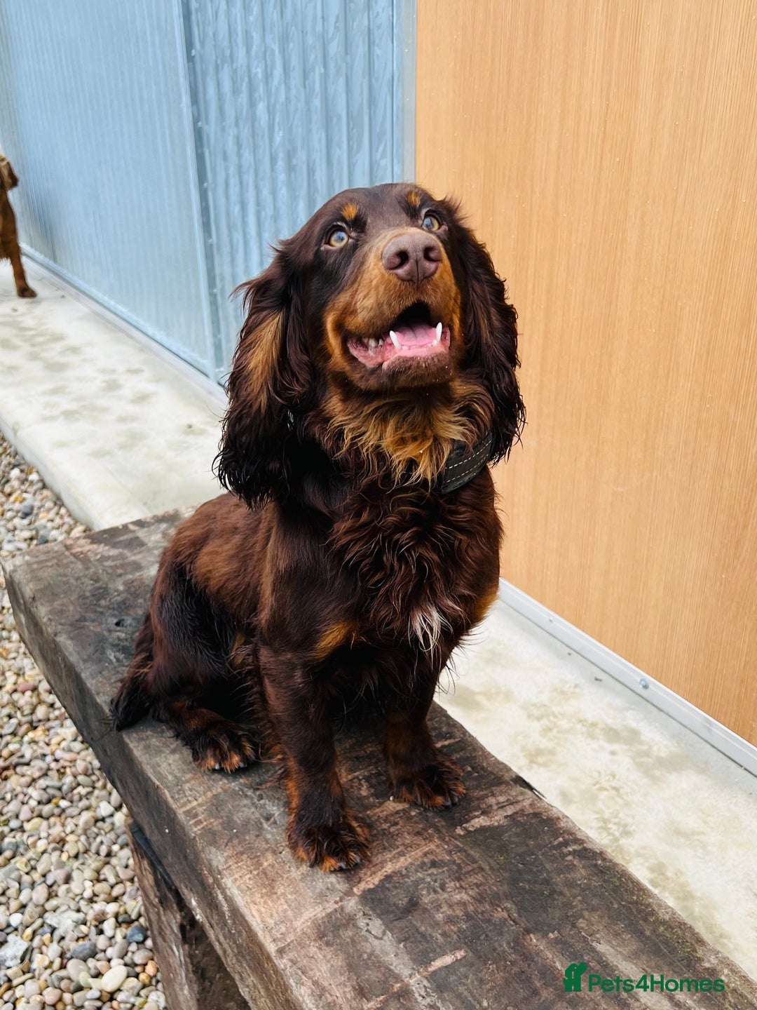 Cocker Spaniel dogs for stud: working Cocker stud in Ashbourne - Image 2