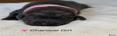 Labrador Retriever 8