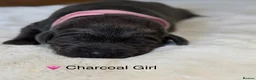 Labrador Retriever dogs for sale: Exceptionally health tested Kc reg Labrador pups - Advert 12