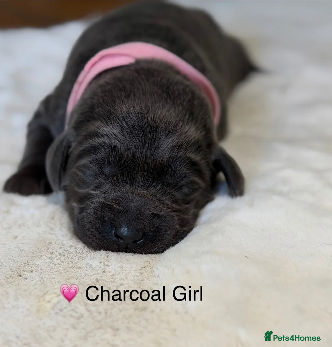 Labrador Retriever dogs for sale: Exceptionally health tested Kc reg Labrador pups - Advert 12