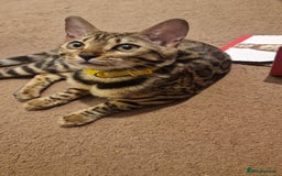 Bengal cats for sale:  🌟 Stunning Bengal Kittens  🌟 🥰🥰 - Image 10