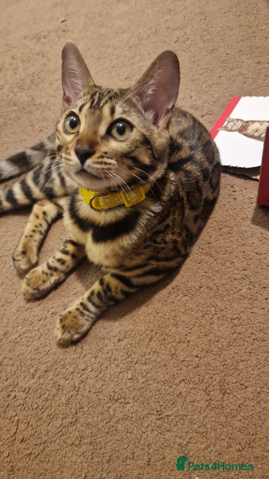 Bengal cats for sale:  🌟 Stunning Bengal Kittens  🌟 🥰🥰 - Image 10