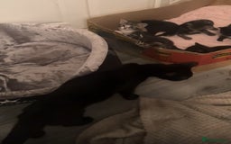 British Longhair cats for sale: two fluffy tabby’s🥹 - Image 6