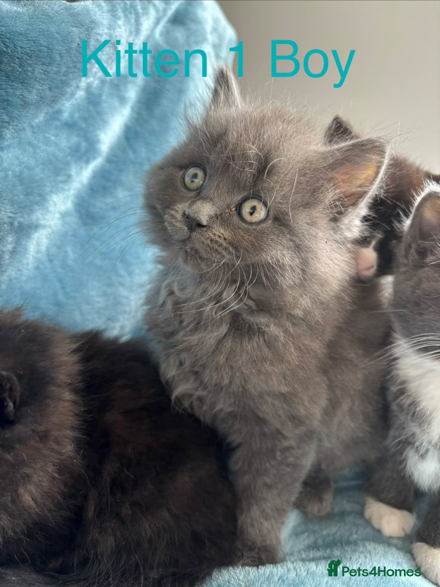 British Shorthair cats Mixed British short hair kittens  - Advert 1