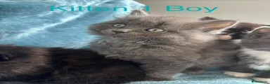 British Shorthair Kitten 1