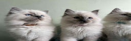 Ragdoll cats for sale: GCCF registered ragdoll kittens - Advert 7